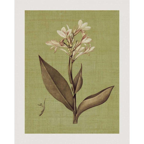 Botanica Verde II White Modern Wood Framed Art Print by Seba, John