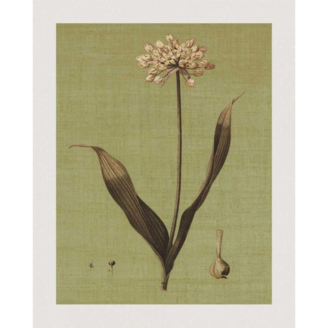 Botanica Verde III White Modern Wood Framed Art Print by Seba, John