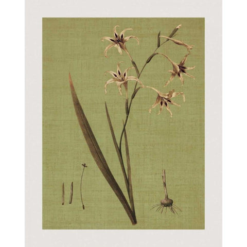 Botanica Verde IV Black Modern Wood Framed Art Print with Double Matting by Seba, John