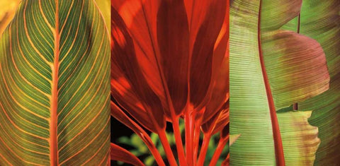 Tropical Treasure I White Modern Wood Framed Art Print with Double Matting by Seba, John