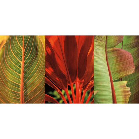 Tropical Treasure I Black Modern Wood Framed Art Print with Double Matting by Seba, John
