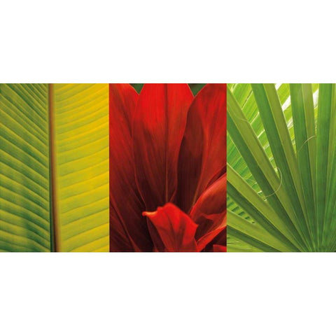 Tropical Treasure II White Modern Wood Framed Art Print by Seba, John