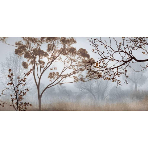 Early Morning Mist II White Modern Wood Framed Art Print by Seba, John