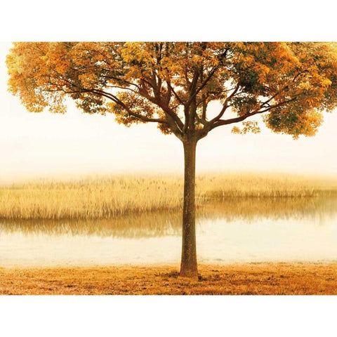 Golden Morning I Black Modern Wood Framed Art Print with Double Matting by Seba, John