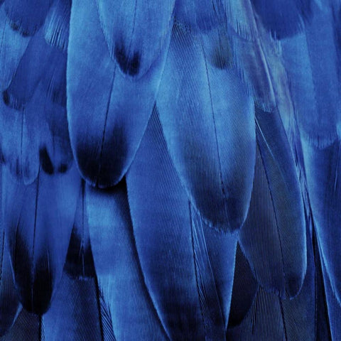 Feathered Friend - Indigo Black Modern Wood Framed Art Print with Double Matting by Bosco, Julia