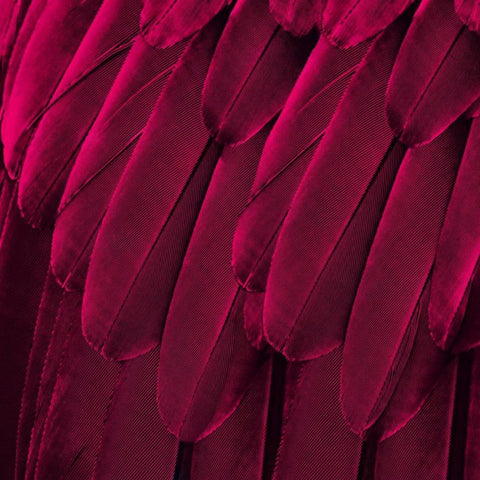 Feathered Friend - Magenta Black Ornate Wood Framed Art Print with Double Matting by Bosco, Julia