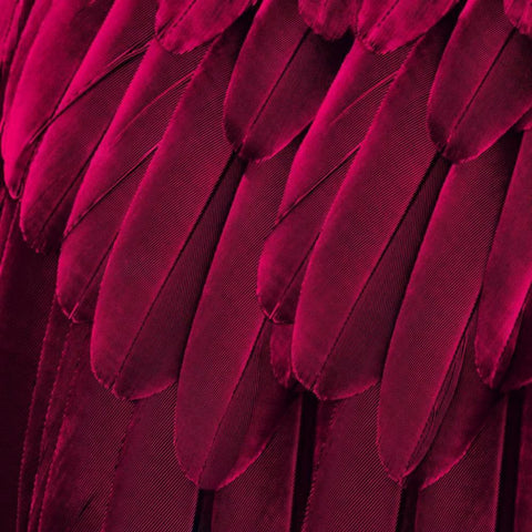 Feathered Friend - Magenta Black Modern Wood Framed Art Print with Double Matting by Bosco, Julia