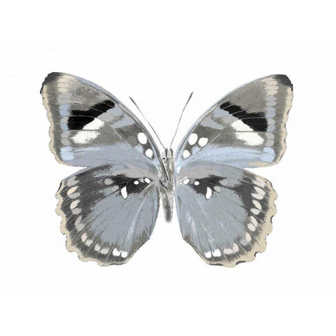 Butterfly in Grey I White Modern Wood Framed Art Print by Bosco, Julia