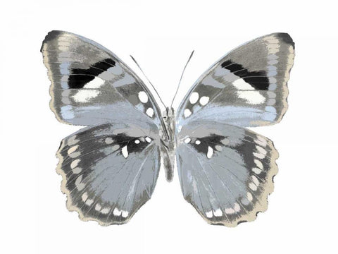 Butterfly in Grey I White Modern Wood Framed Art Print with Double Matting by Bosco, Julia