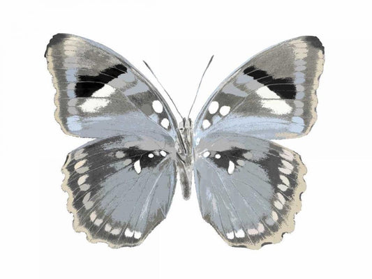 Image Only