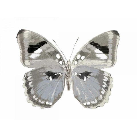 Butterfly in Grey II White Modern Wood Framed Art Print by Bosco, Julia