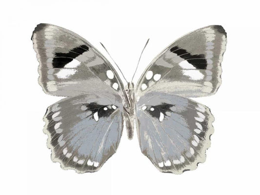 Image Only