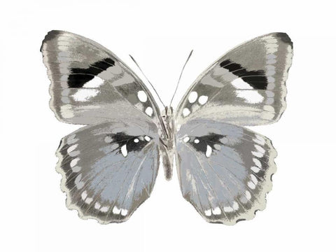 Butterfly in Grey II White Modern Wood Framed Art Print with Double Matting by Bosco, Julia