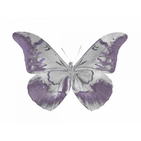 Butterfly in Amethyst I White Modern Wood Framed Art Print by Bosco, Julia