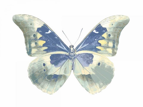 Butterfly in Aqua II Black Ornate Wood Framed Art Print with Double Matting by Bosco, Julia