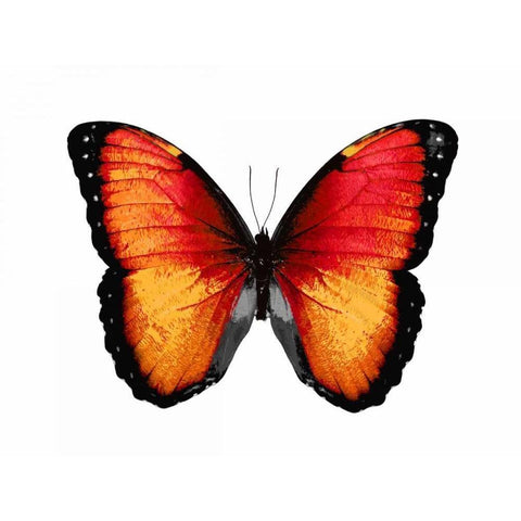 Vibrant Butterfly VI Black Modern Wood Framed Art Print by Bosco, Julia