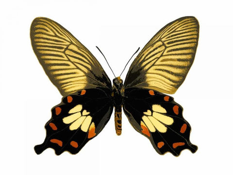 Butterfly with Orange Black Ornate Wood Framed Art Print with Double Matting by Bosco, Julia