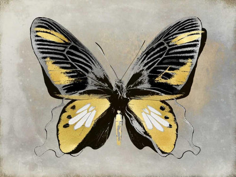 Butterfly Study III White Modern Wood Framed Art Print with Double Matting by Bosco, Julia