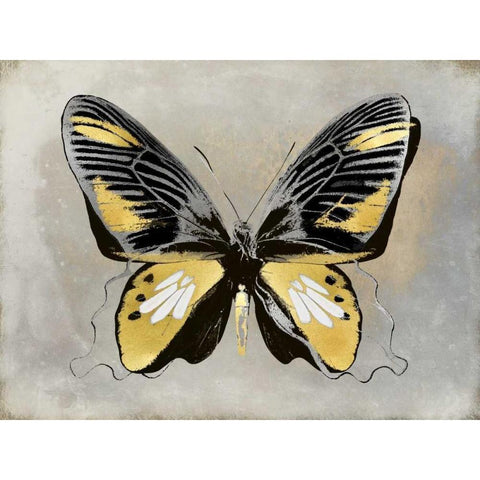 Butterfly Study III White Modern Wood Framed Art Print by Bosco, Julia