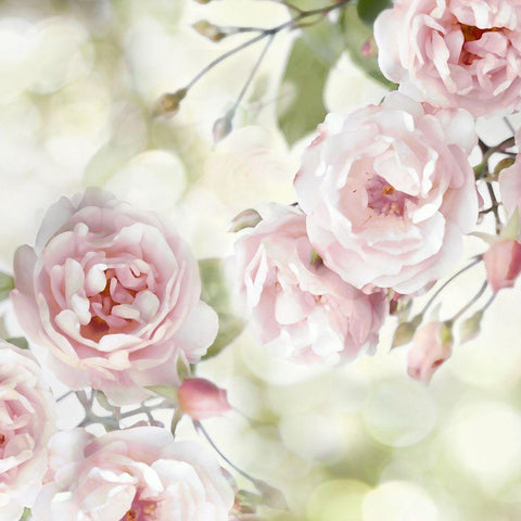 Pink Rose Garden I Black Modern Wood Framed Art Print by Lane, Joanna