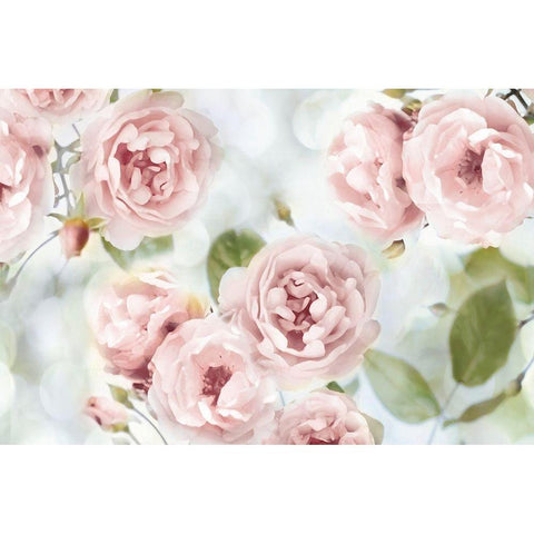 Pink Rose Garden III White Modern Wood Framed Art Print by Lane, Joanna