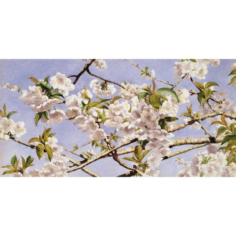 Apple Blossoms Black Modern Wood Framed Art Print by Hill, John William