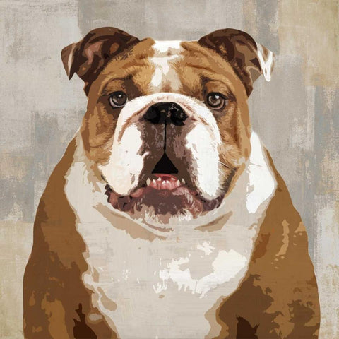 Bulldog White Modern Wood Framed Art Print with Double Matting by Rodgers, Keri