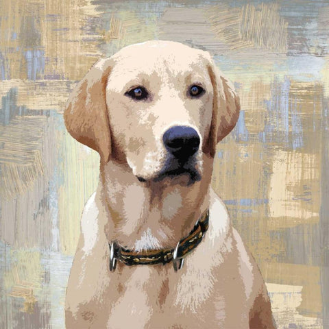 Labrador Retriever White Modern Wood Framed Art Print with Double Matting by Rodgers, Keri