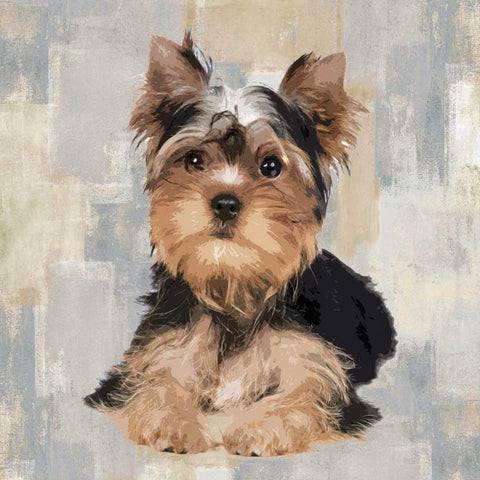 Yorkshire Terrier Black Ornate Wood Framed Art Print with Double Matting by Rodgers, Keri