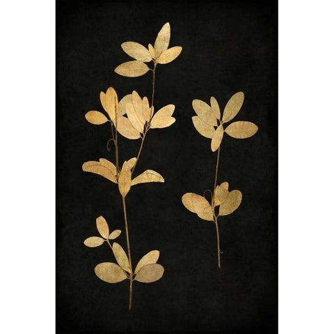 Golden Nature IV Black Modern Wood Framed Art Print with Double Matting by Bennett, Kate