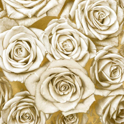 Ivory Roses on Gold White Modern Wood Framed Art Print with Double Matting by Bennett, Kate