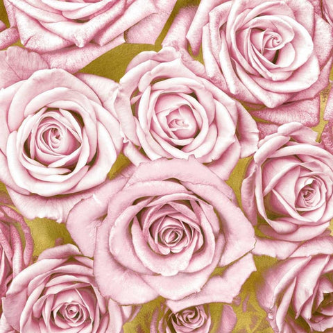 Pink Roses on Gold White Modern Wood Framed Art Print with Double Matting by Bennett, Kate