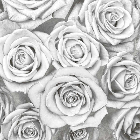 Roses - White on Silver White Modern Wood Framed Art Print by Bennett, Kate