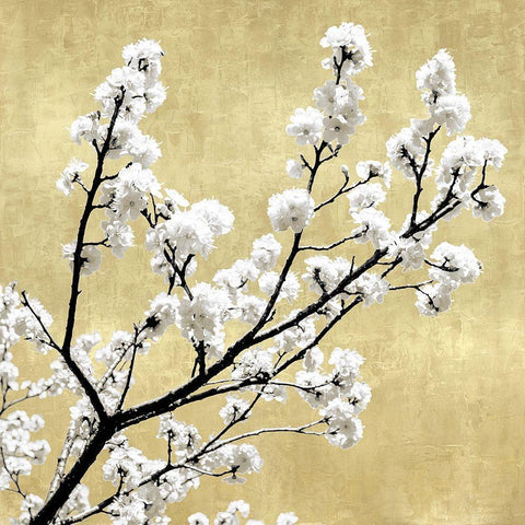 Blossoms on Gold II White Modern Wood Framed Art Print with Double Matting by Bennett, Kate