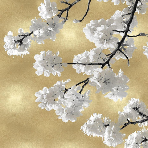 Blossoms on Gold IV Black Modern Wood Framed Art Print with Double Matting by Bennett, Kate