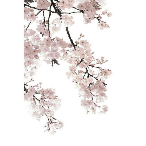 Pink Blossoms on White I Black Modern Wood Framed Art Print with Double Matting by Bennett, Kate