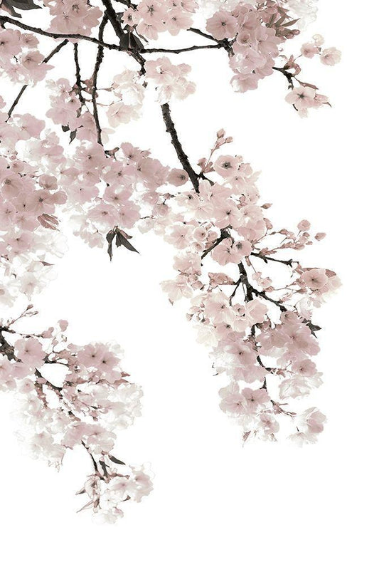 Image Only