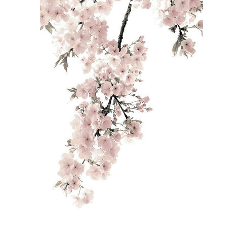 Pink Blossoms on White II White Modern Wood Framed Art Print by Bennett, Kate