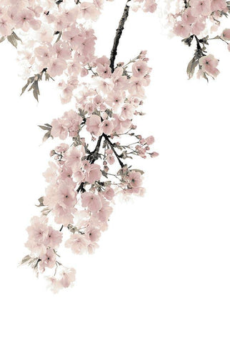 Pink Blossoms on White II Black Ornate Wood Framed Art Print with Double Matting by Bennett, Kate