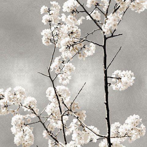 Silver Blossoms II White Modern Wood Framed Art Print with Double Matting by Bennett, Kate