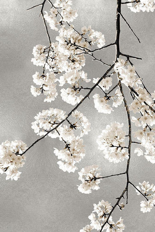 Image Only