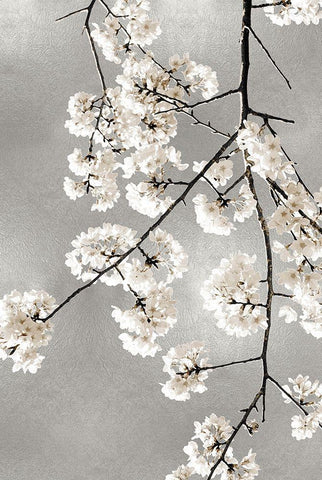 White Blossoms on Silver III White Modern Wood Framed Art Print with Double Matting by Bennett, Kate