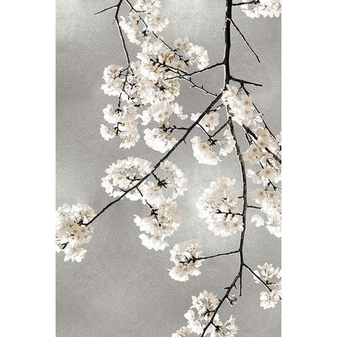White Blossoms on Silver III Black Modern Wood Framed Art Print with Double Matting by Bennett, Kate