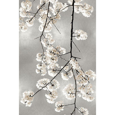 White Blossoms on Silver IV Black Modern Wood Framed Art Print with Double Matting by Bennett, Kate