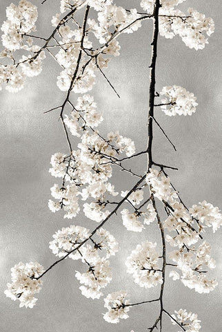 White Blossoms on Silver IV White Modern Wood Framed Art Print with Double Matting by Bennett, Kate