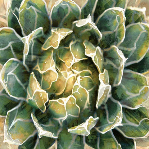 Succulent III White Modern Wood Framed Art Print by Benson, Lindsay