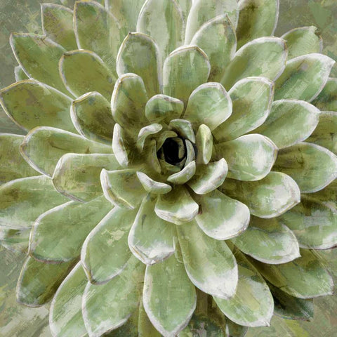 Succulent Verde II Black Ornate Wood Framed Art Print with Double Matting by Benson, Lindsay