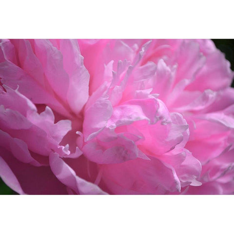 Pastel Peony  Black Modern Wood Framed Art Print by Calkins, Michelle