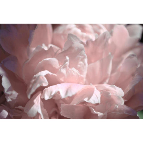 Velvet Peony II White Modern Wood Framed Art Print by Calkins, Michelle