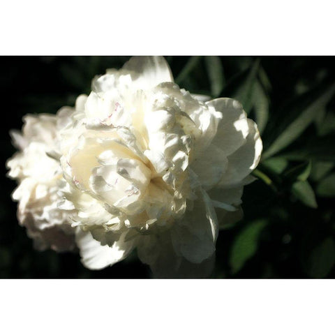 White Peony In Spring  Black Modern Wood Framed Art Print with Double Matting by Calkins, Michelle